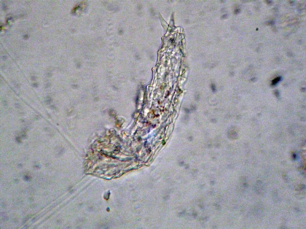 Taphrocampa annulosa: presente in Italia?